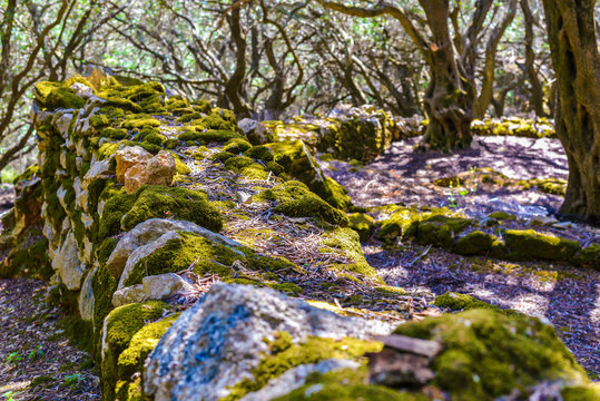 Old beautiful Olive grove in Krini at Corfu Island Greece
