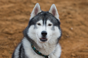 Husky portrait