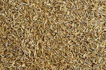 Grass seed background