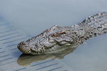 Crocodile floating in water show his fangs and skin
