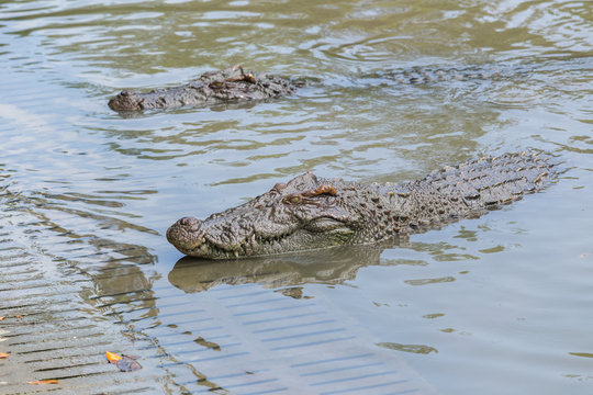 Scary crocodiles waiting at the bank of farm's pool