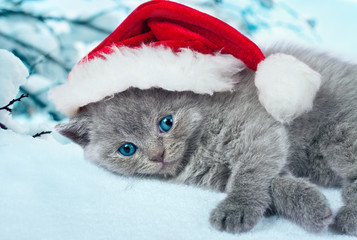 Little kitten wearing Santa Hat