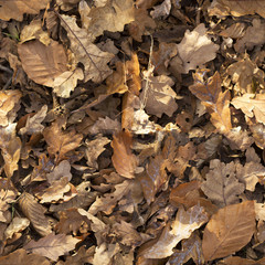 Autumn leaves background. Set tiled