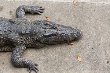 Sun bath crocodile on cement ground