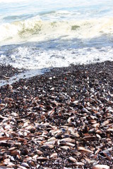 Muschelstrand in Swakopmund