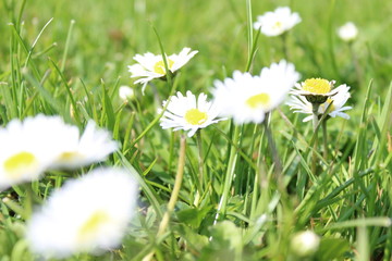 Blumen im Gras