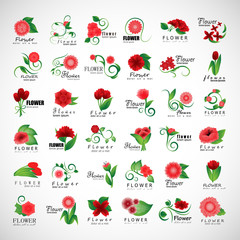 Flowers Set - Isolated On Gray Background