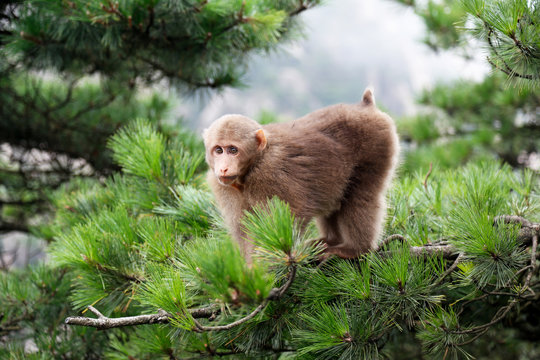 Tibetan Macaca monkey at the Huangshan Mount, China