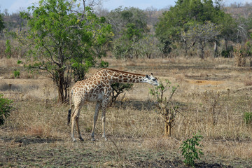 Giraffe in Afrika
