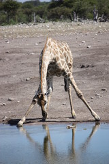 Giraffe beim Saufen