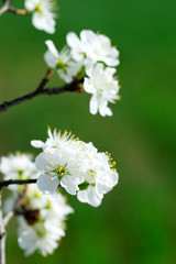 blossom