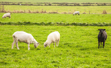 Obraz premium Schafherde