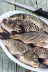 live carp in the river plate