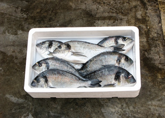 Fresh Mediterranean gilthead bream
