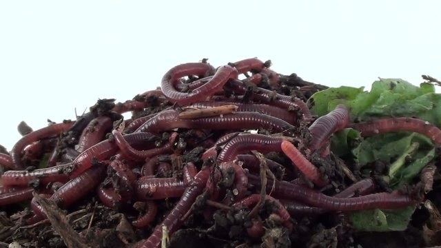 Redworms Eisenia fetida on compost. Larvae of worms and woodlice