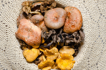 boletus