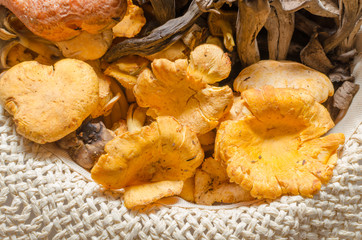 boletus