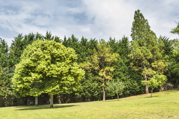 Fototapeta na wymiar Trees in the botanical park