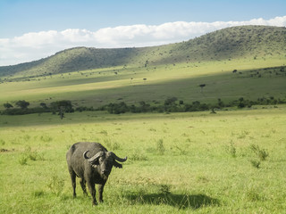 Fototapeta premium Buffalo