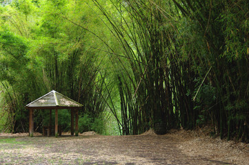 La R&eacute;union - Kiosque &agrave; Salazie sous les bambous