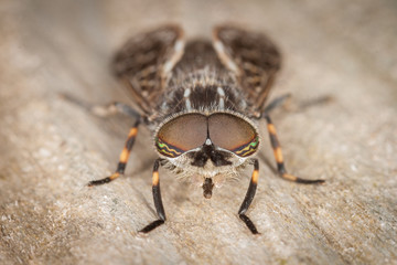 Horsefly