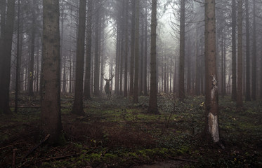 Obraz premium Fôret