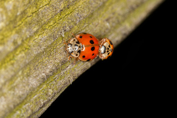 Obraz premium Mating Ladybugs