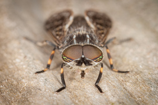 Horsefly