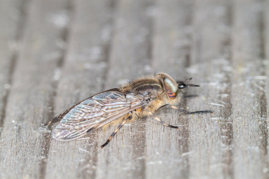 Horsefly