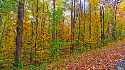 Obraz premium US National Arboretum in the Fall Washington DC