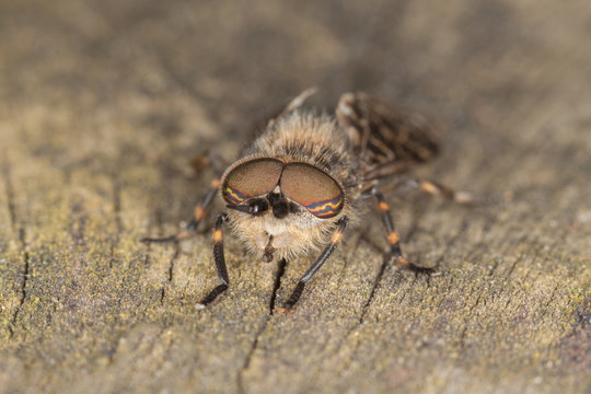 Horse-fly
