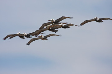 Pelicans