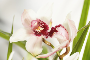 Orchidea, Orchid © Maciej Olszewski