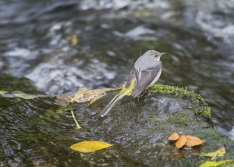 Grey Wagtail