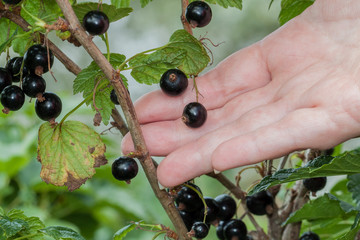 Blackcurrants