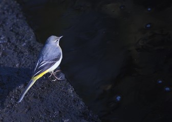 Grey Wagtail