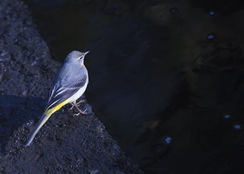 Grey Wagtail - Powered by Adobe