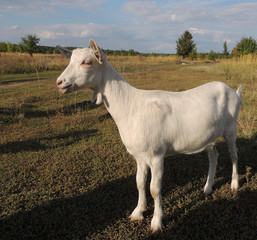 young white goat