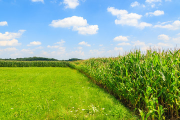 Fototapeta na wymiar Corn field on sunny summer day in Paczultowice village, Poland