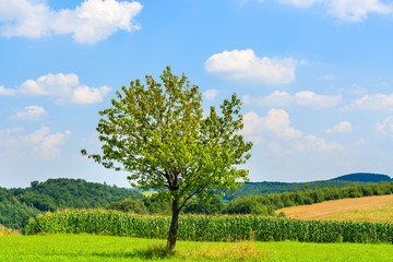 Green lonely tree on farming field in summertime, Poland