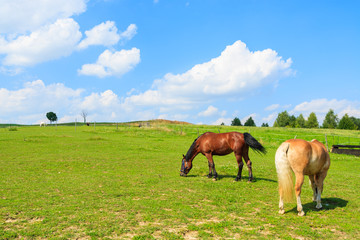 Fototapeta na wymiar Two horses grazing on green meadow in summer, Poland