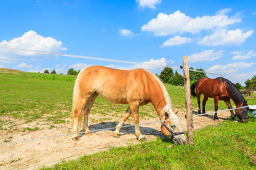 Obraz premium Two horses grazing on green meadow in summer, Poland