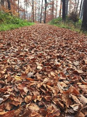 Spaziergang im Wald
