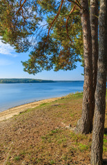 Pine trees on shore of Chancza lake, Poland