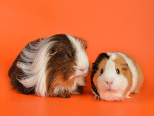 guinea pigs