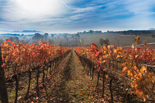 Montefalco Sagrantino