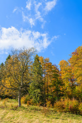 Colorful trees in autumn season in Pieniny Mountains, Poland
