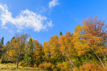 Fototapeta premium Colorful trees in autumn season in Pieniny Mountains, Poland