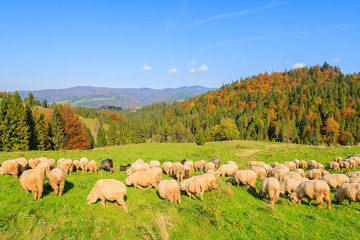 Obraz premium Flock of sheep grazing on green meadow in Pieniny Mountains
