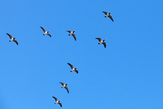 Group of Canadian geese flying in V shaped flock